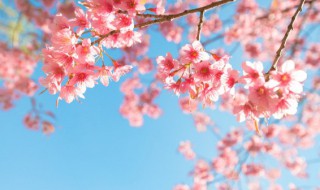 樱花唯美短句10字左右（樱花唯美短句10字左右日语）