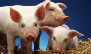 1983年猪人运程2022（1983年属猪人2022运程）