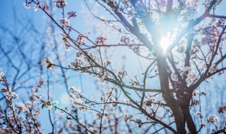 卜算子咏梅陆游拼音 卜算子咏梅陆游拼音版