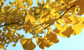 中国银杏之乡是哪里 中国的银杏之乡在什么地方