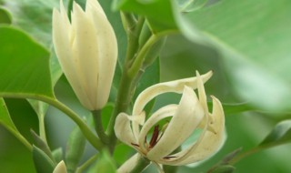 黄玉兰盆栽的养殖方法（盆栽黄玉兰花如何种植）