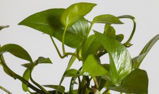 空气铁兰的养殖方法（铁兰的养殖方法和注意事项图片）