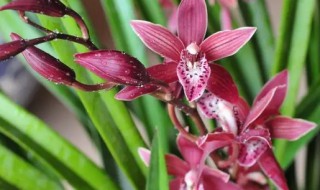 家庭墨兰的养殖方法 墨兰如何养殖