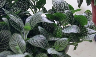 网纹兰的养殖方法 彩兰怎么养殖方法