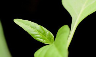 风雨兰养殖方法及时间(风雨兰冬季养殖方法)