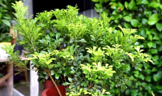 米兰花冬季的养殖方法(米兰花的养殖方法和注意事项)