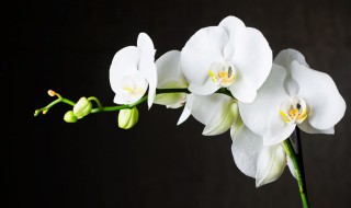 盆栽兰花怎么养殖方法 兰花如何盆栽