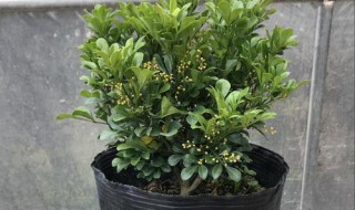 盆栽米兰的种植方法（盆栽米兰怎样栽培）