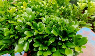 米兰花的养殖方法过冬 盆栽米兰花怎样过冬