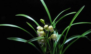 兰花叶养殖方法 兰花的养殖?