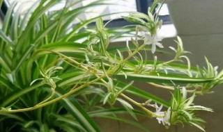 吊兰种植方法和注意事项（吊兰的栽培技术要点）