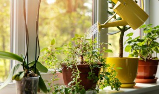 水培铁兰的养殖方法和注意事项