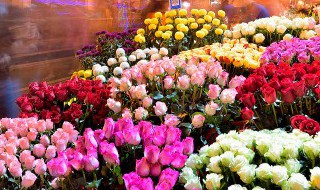 玉兰花养殖方法 玉兰花养殖方法和注意事项介绍!