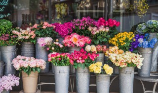 多层蟹爪兰的嫁接方法（四层蟹爪兰能一次嫁接吗）