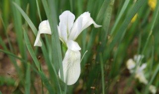 盆栽马兰花的养殖方法 盆栽马兰花的种植方法