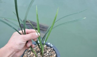 寒兰艺草的栽培方法（兰花艺草的栽培技术）