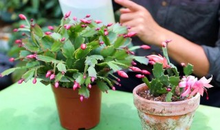 盆栽蟹爪兰养殖方法和注意事项 蟹爪兰的养殖事项