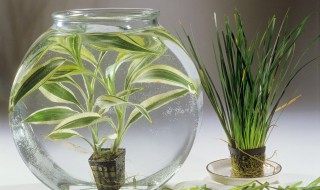 金鱼吊兰摘心的方法（金鱼吊兰摘心打顶图解(一招鲜,吃遍天）