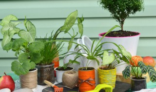 蟹爪兰怎么养殖方法和注意事项(蟹爪兰的养殖方法和注意事项)