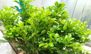 盆栽米兰的繁殖方法和注意事项 米兰的繁殖方法与栽培技术