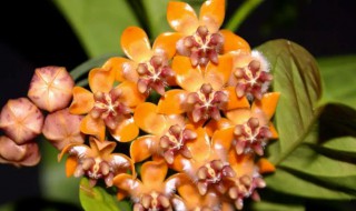 黄花球兰养殖方法(球兰花的养殖方法)