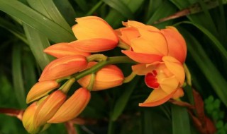 大花蕙兰的分株繁殖方法 大花蕙兰的繁殖和栽培要点