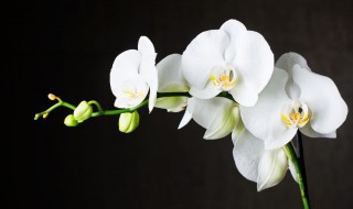 米兰花的栽培方法和注意事项(米兰花如何栽培)