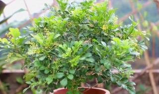 米兰花繁殖方法和注意事项 花卉米兰的养殖方法和注意事项