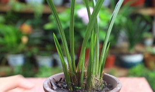 家庭建兰的养殖方法（兰花建兰的养殖方法）