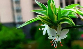 吊兰什么季节开花（吊兰什么季节开花?）