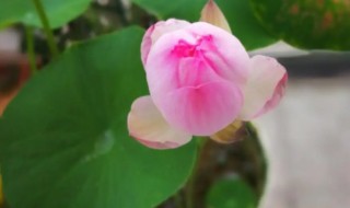 碗莲什么时候开花（当年种的碗莲什么时候开花）