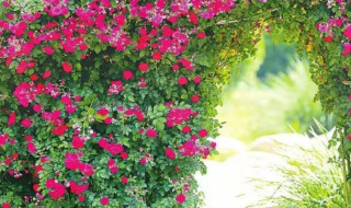 红木香什么时候开花(红木香几月开花)