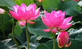 莲花什么时候开花(莲花开到什么时候)