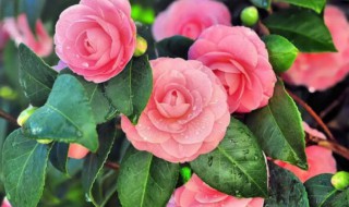 茶花什么季节开花(茶花什么季节开花苞)