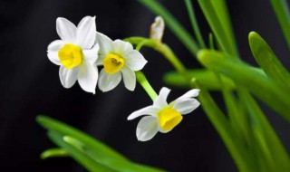 为什么水仙不开花 为什么水仙不开花是装蒜