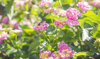 紫薇什么时候开花 日本紫薇什么时候开花