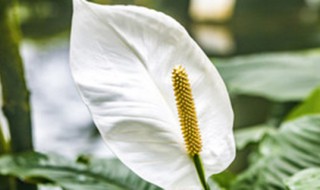 白掌什么时候开花 水培白掌什么时候开花