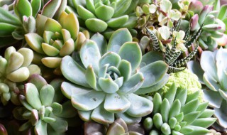 多肉什么时候开花 光棍多肉什么时候开花