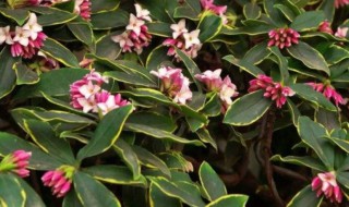 金边瑞香什么时候开花 金边瑞香是几月份开花