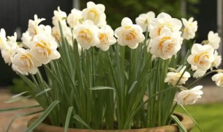 水仙什么时候开花 南美水仙什么时候开花