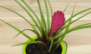 空气铁兰的繁殖方法 铁兰的繁殖方法和注意事项