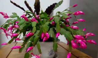 蟹脚兰栽培方法（蟹爪兰的栽培教程）
