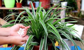 吊兰的种植方法 翡翠吊兰的种植方法