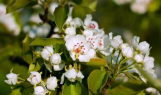 梨什么时候开花 苹果梨什么时候开花
