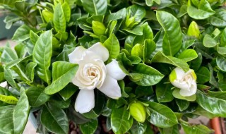 栀子什么时候开花 栀子什么时候开花开多长时间