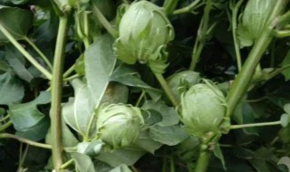 棉花桃是什么（棉桃是什么）