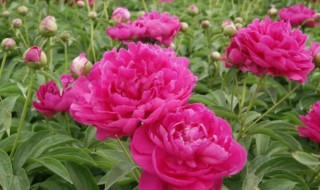 芍药什么时候开花（芍药什么时候开花芍药花期多长）