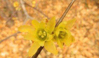 腊梅什么时候开花 红梅和腊梅什么时候开花