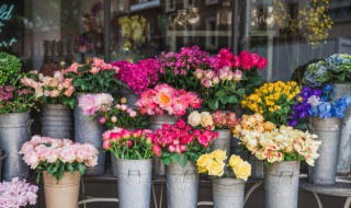 洋牡丹的养殖方法 水培洋牡丹的养殖方法