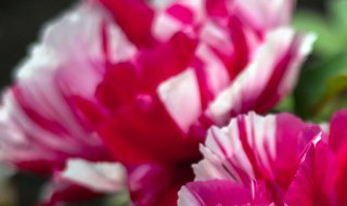 开花期间施什么肥好 开花的时候适合施肥吗